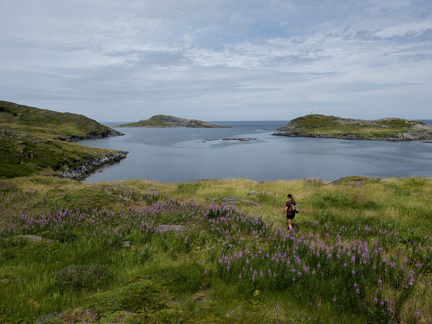 A walker crossing an open headland of grass and purple lupins above a sheltered inlet, with low rocky islands and grey ocean beyond under a heavy sky.