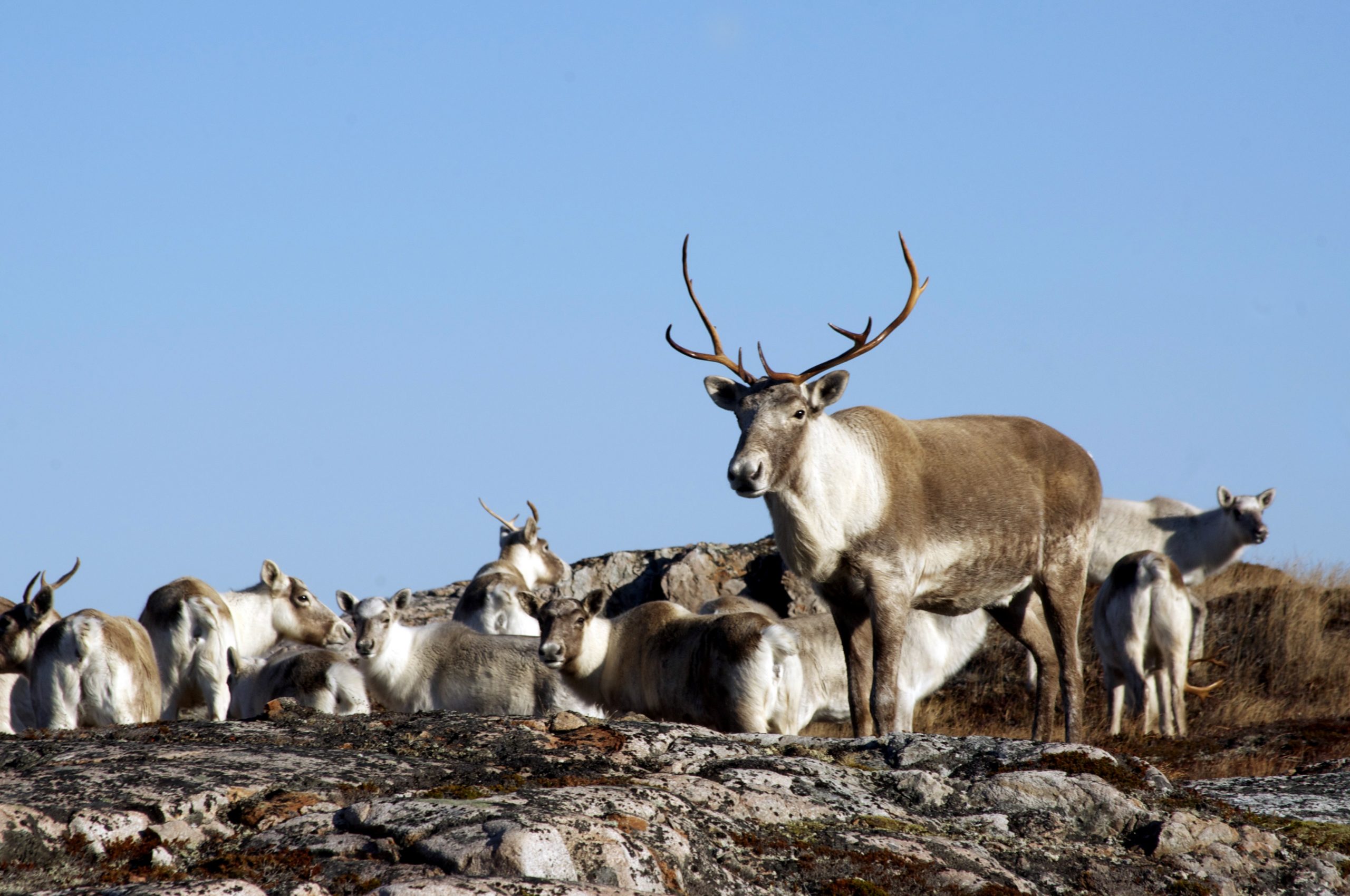 A small herd of caribou gathers on lichen-covered rocks, below a clear blue sky. A single antlered caribou stands in the foreground.